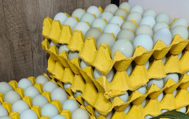 宝坻鸡蛋