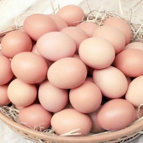 山东欣农五黑鸡蛋