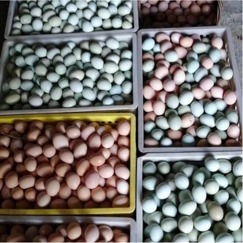 常州土鸡蛋