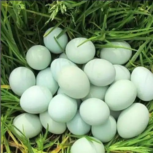 赤峰鸡蛋/预售订购单