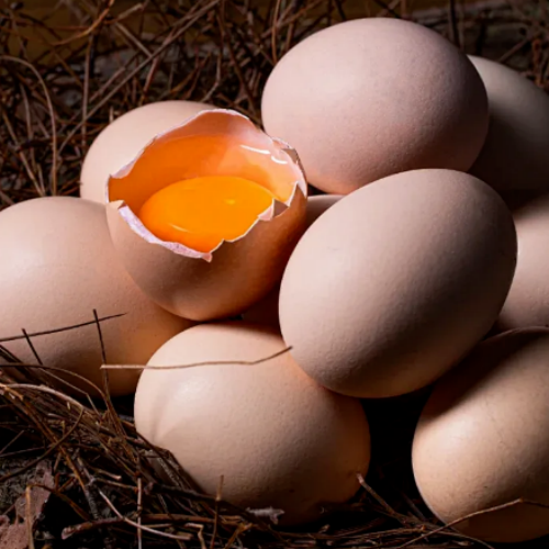 白银鸡蛋/预售订购单