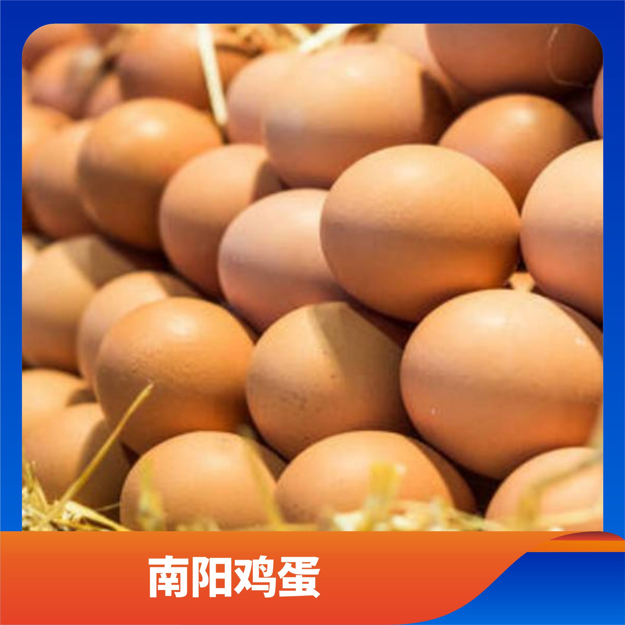  南阳鸡蛋/预售订购单